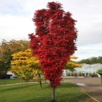Jarabina vtáčia (Sorbus aucuparia) ´AUTUMN SPIRE´ - výška 200-250 cm, kont. C10L 